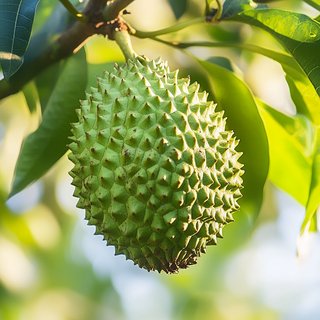 The Wonders of Soursop: Health Benefits and Nutritional Profile