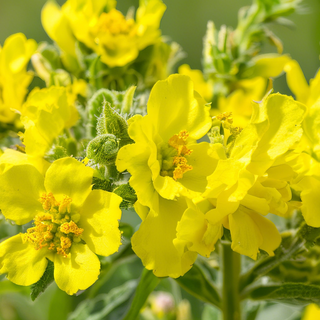 Mullein Magic: Unlocking the Health Benefits of This Versatile Herb