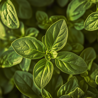 Oregano Oil: A Natural Anti-inflammatory for Digestive Wellness