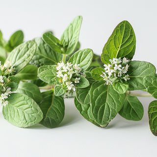 Oregano Oil: A Powerful Antioxidant for Skin and Hair Care