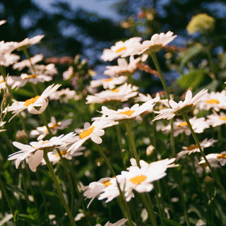 white flowers with yellow hearts in a sunlit field
