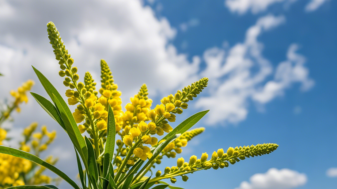 Mullein for Respiratory Health: Nature’s Remedy for Coughs and Colds