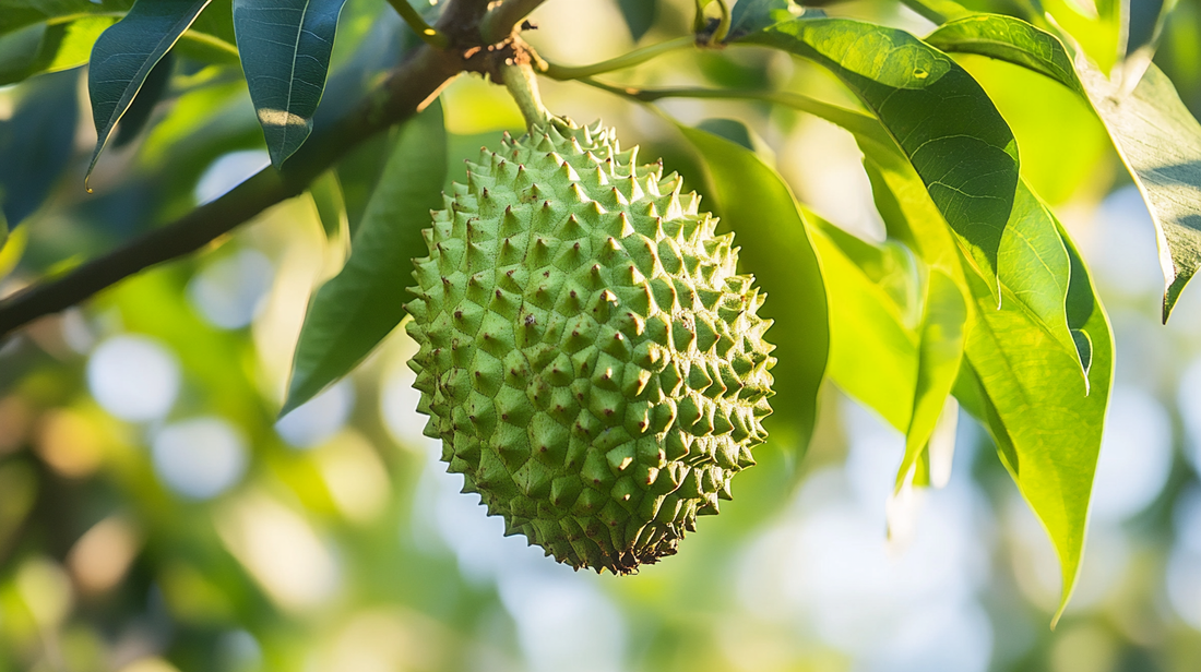 The Wonders of Soursop: Health Benefits and Nutritional Profile