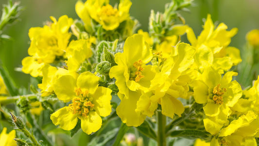 Mullein Magic: Unlocking the Health Benefits of This Versatile Herb