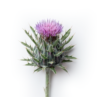 Top Benefits of Milk Thistle: From Liver Health to Antioxidant Support