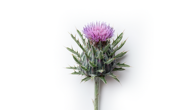 Top Benefits of Milk Thistle: From Liver Health to Antioxidant Support