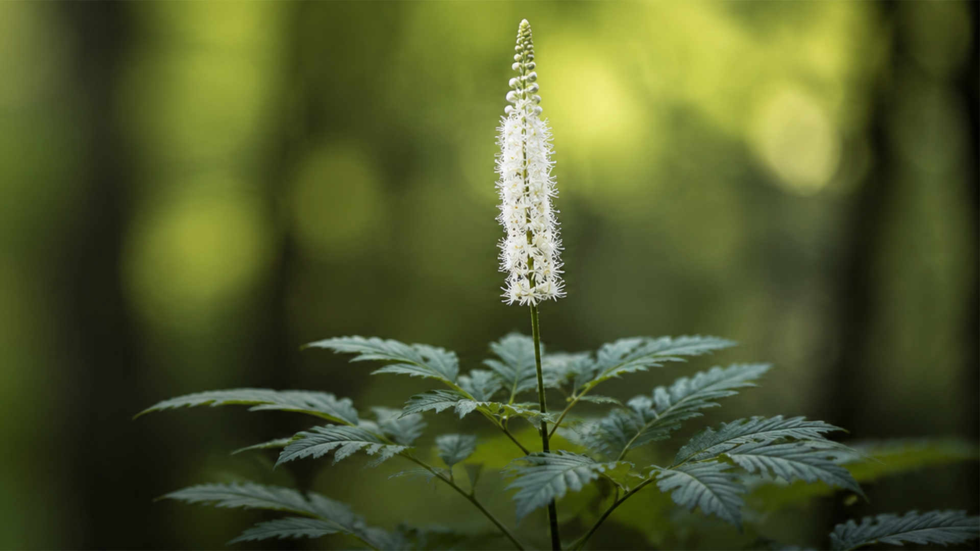 A close up of a black cohosh plant