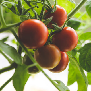 A bunch of tomatoes hang together, their red skin contrasting against the vibrant green leaves of the plant that bares them.