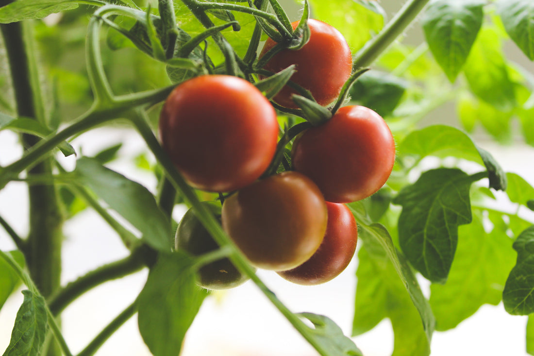 A bunch of tomatoes hang together, their red skin contrasting against the vibrant green leaves of the plant that bares them.