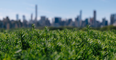 Sustainable Wellness: Nurturing Your Health and the Environment