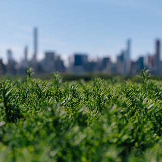 Sustainable Wellness: Nurturing Your Health and the Environment