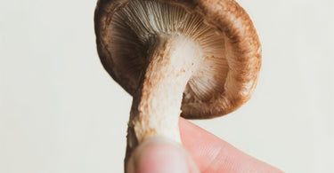 Unlocking the Benefits of Mushroom Powder: A Comprehensive Guide