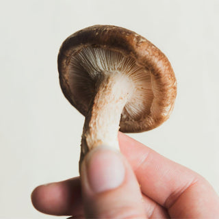 Unlocking the Benefits of Mushroom Powder: A Comprehensive Guide
