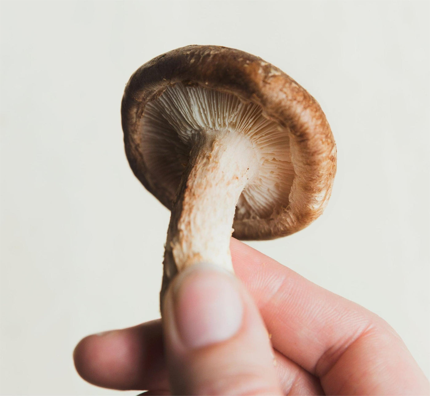 Unlocking the Benefits of Mushroom Powder: A Comprehensive Guide