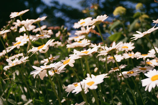 white flowers with yellow hearts in a sunlit field