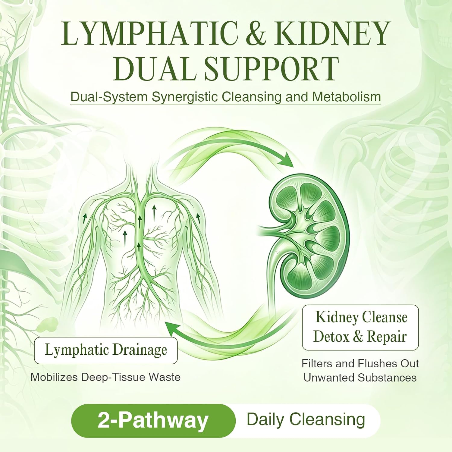 Lymphatic & Kidney Drainage Capsules | 120 Counts