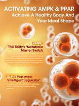 Activates AMPK & GLP-1 – Supports Metabolism and Appetite Control